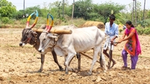 People ploughing